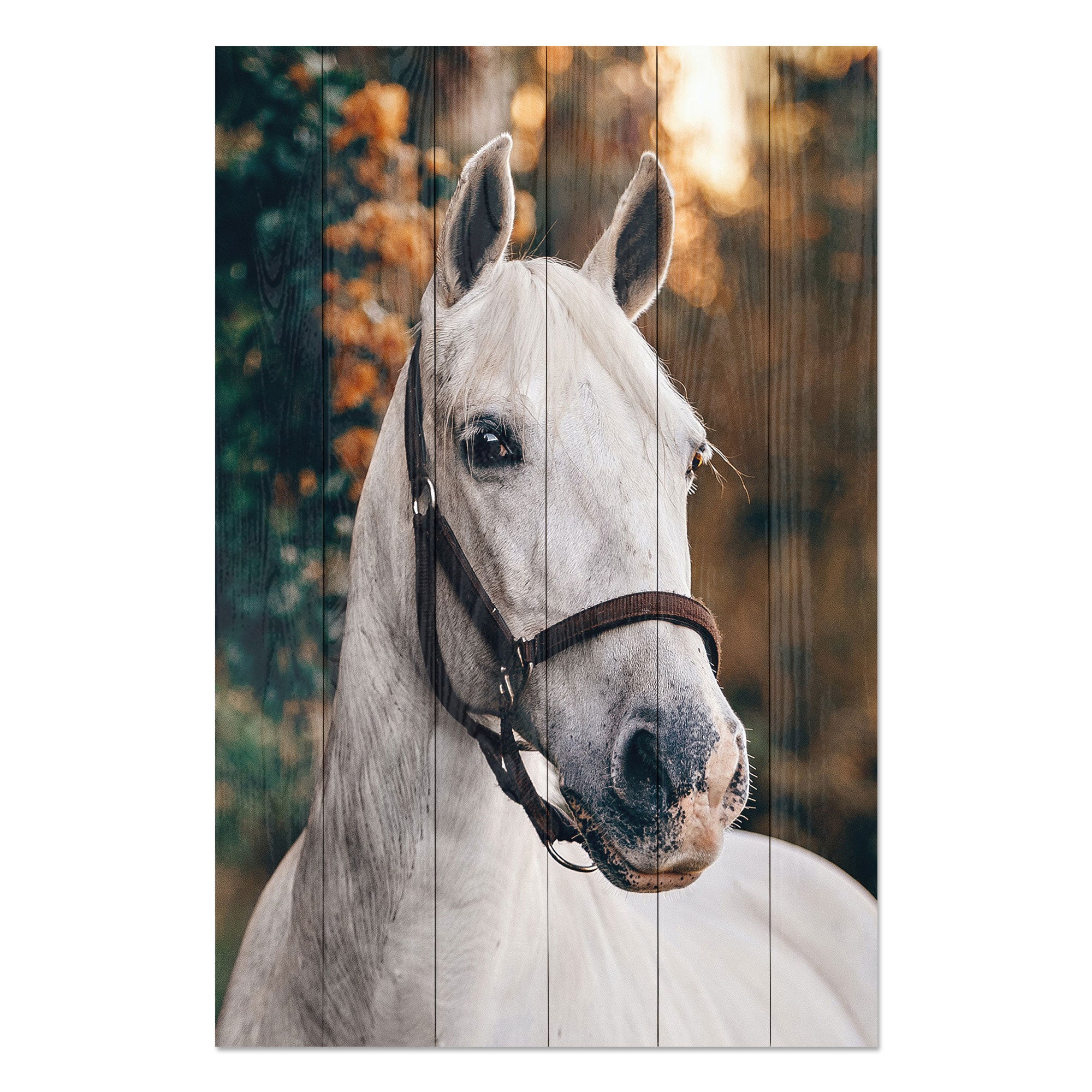 Obraz Wood White Horse-20x30 cm