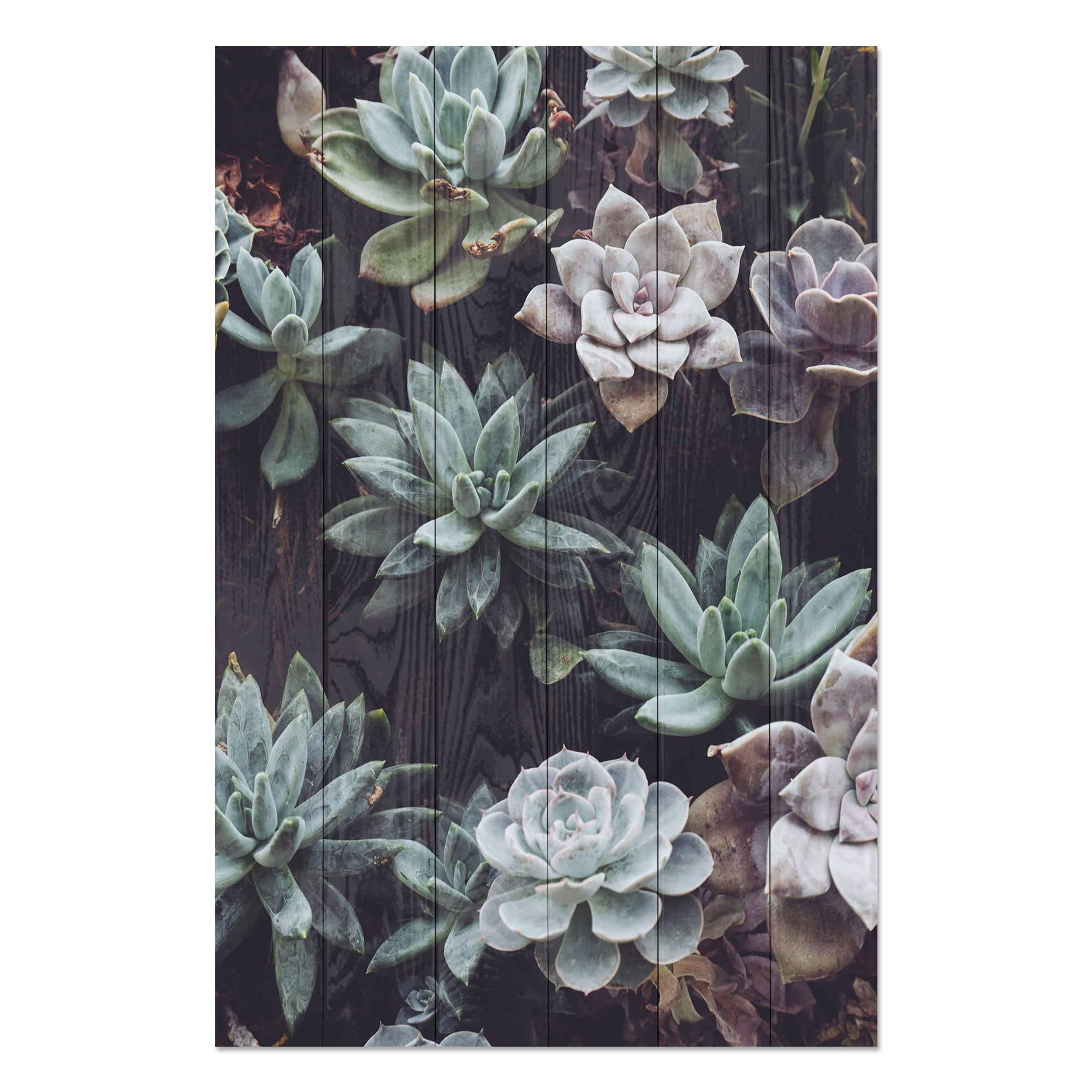 Obraz Wood Sukulenty-20x30 cm