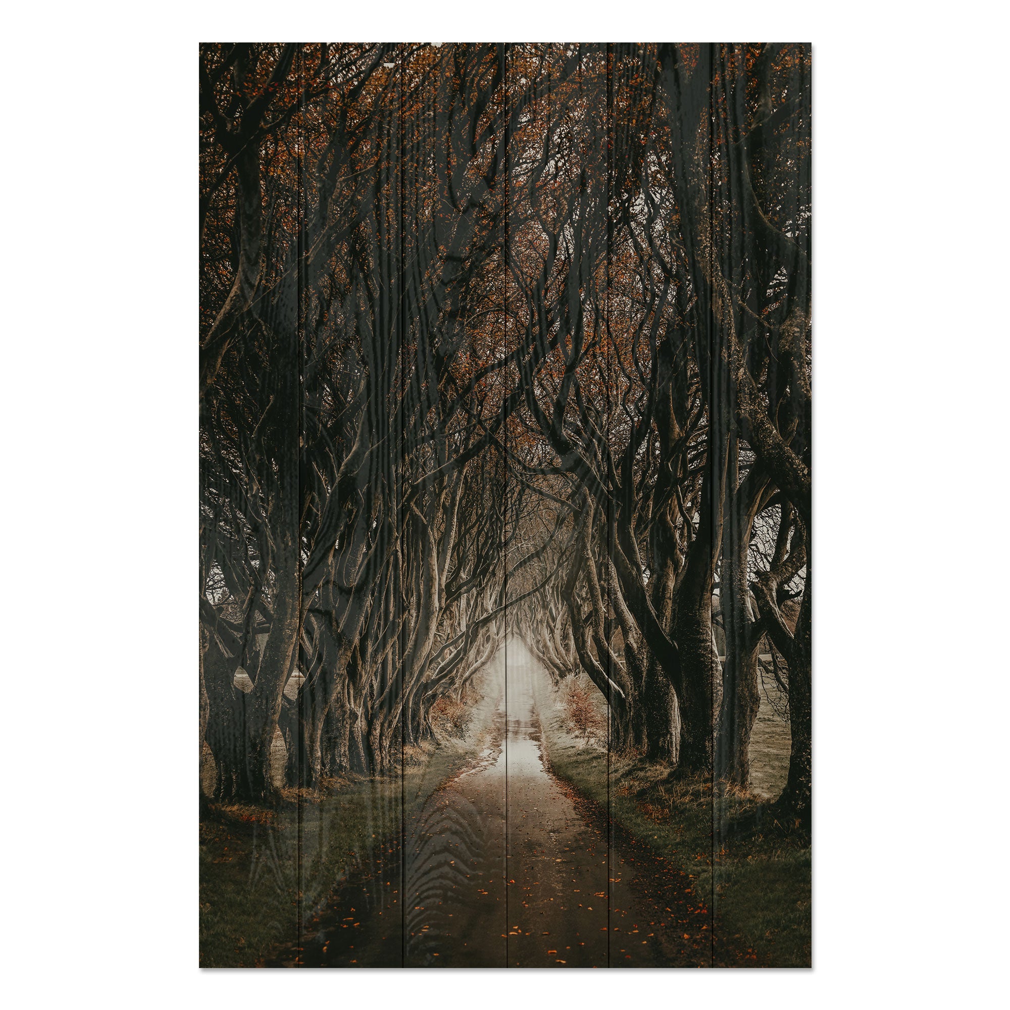 Obraz Wood Cesta medzi stromami