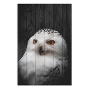 Obraz Wood Portrét Sovy-70x90 cm