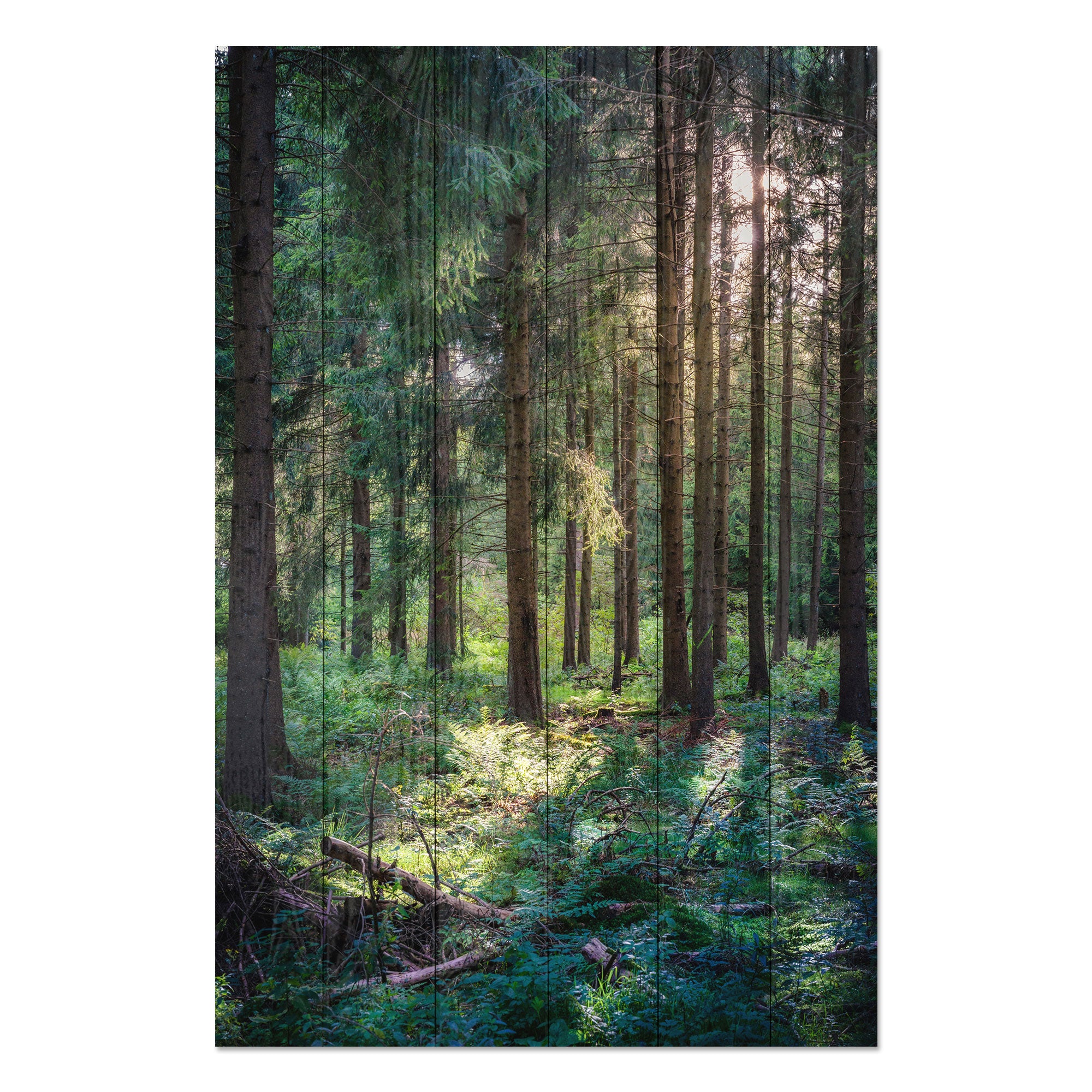 Obraz Wood Les ráno-30x40 cm