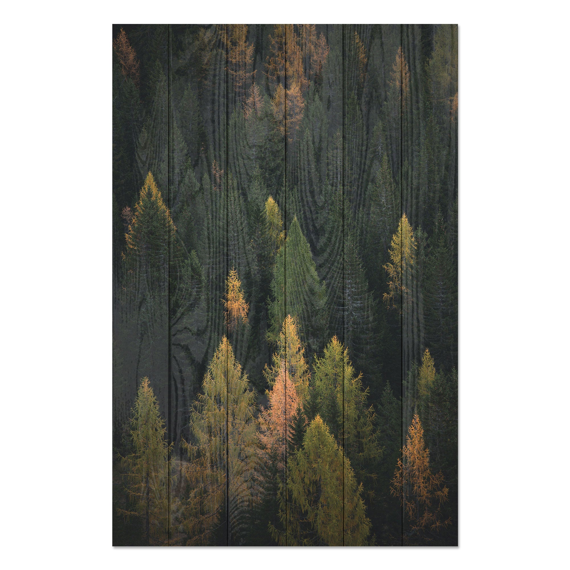 Obraz Wood Coniferous Forest-20x30 cm