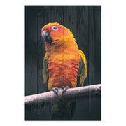 Bild Wood Papagei-20x30 cm